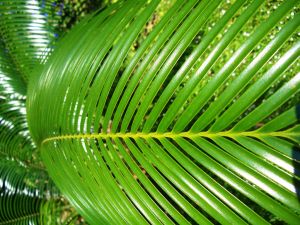 Palmwedel