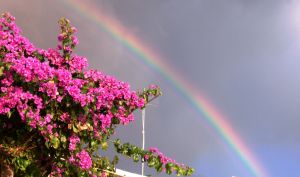 Regenbogen